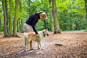 How Much Sun Can Our Four-Legged Friends Tolerate?