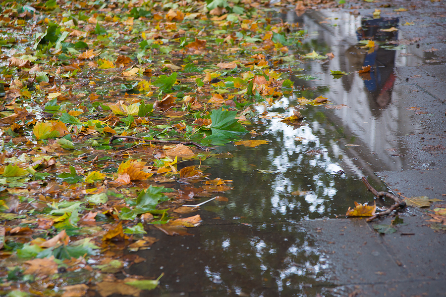 The Dangers of Driving on Wet Leaves Finkelstein & Partners, LLP