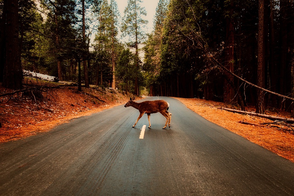 Deer crossing a paved road through a forested area surrounded by tall trees and woodland scenery