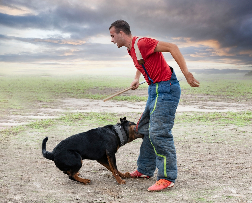 Man in protective gear being bitten by a Rottweiler during a training exercise