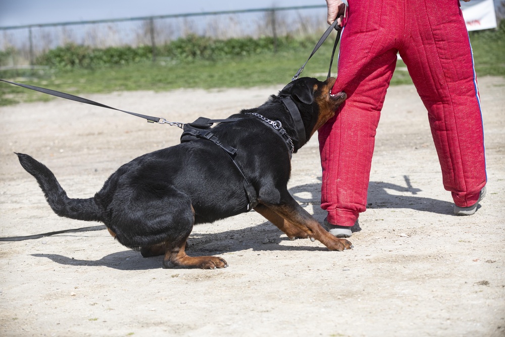 Leashed Rottweiler biting the padded pants of a person during a dog training session